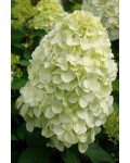 Гортензія волотиста ’Геркулес’|Hydrangea paniculata ’Hercules’|Гортензия метельчатая ’Геркулес’